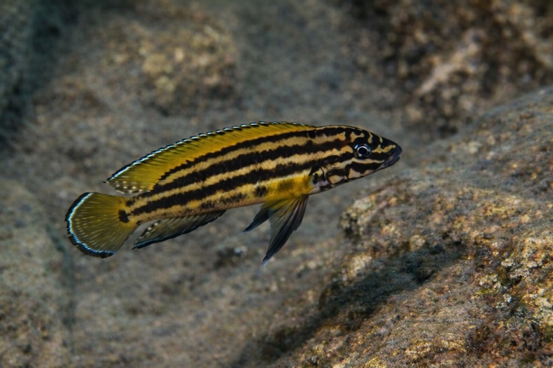 Julidochromis cf. regani 'Mboko Island'